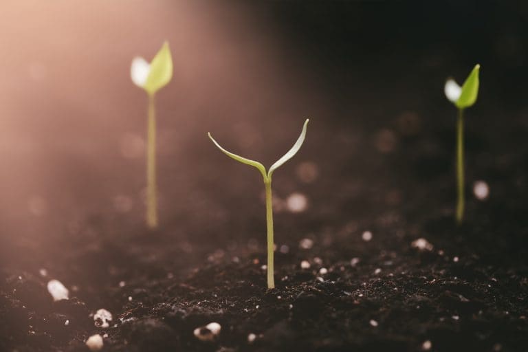 A new young sprout sprouts from the ground and stretches towards the light
